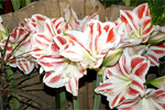 Amaryllis - stolt och t�lig julblomma