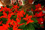 �rets julblommor