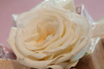 En flickdr�m i pastellrosa