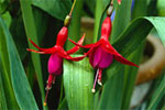 F� fuchsian att blomma