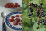 Jordgubbar �r mer popul�ra �n hallon och bl�b�r