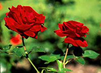 Två röda rosor