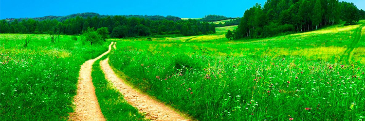 10 tips för en klimatsmart midsommar
