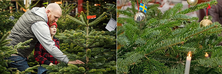 100 tips för din julgran