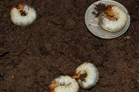 Bli kvitt gräsmattelarver