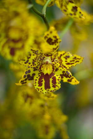 Orkidée