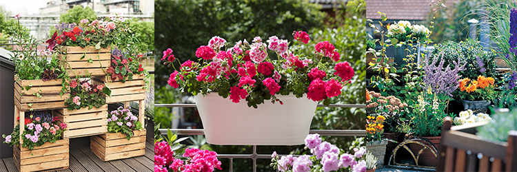 Blomsterglädje på balkong och terrass Blomsterglädje på balkong och terrass