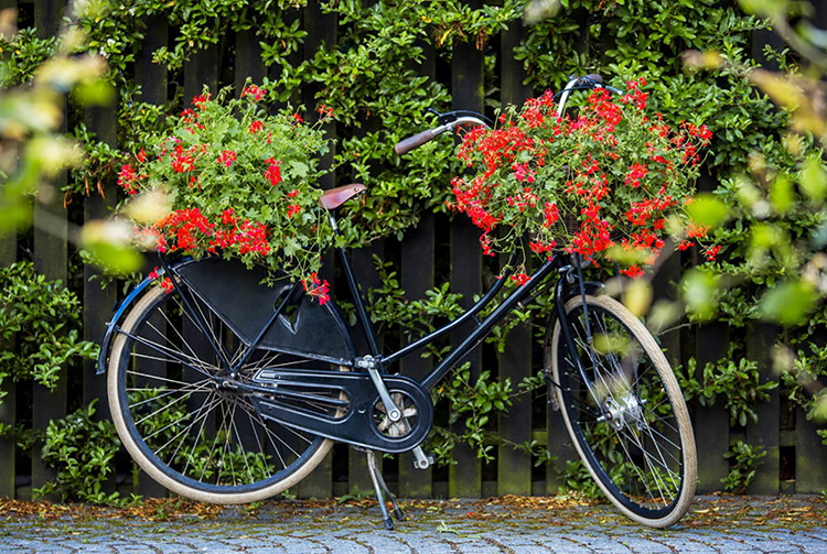 ”Sommaren skulle cykla omkull och skrapa knäna om det inte fanns pelargoner!” Ernst Kirchsteiger Foto: Blomsterfrämjandet