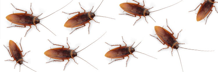 Invasion av kackerlackor i sommar