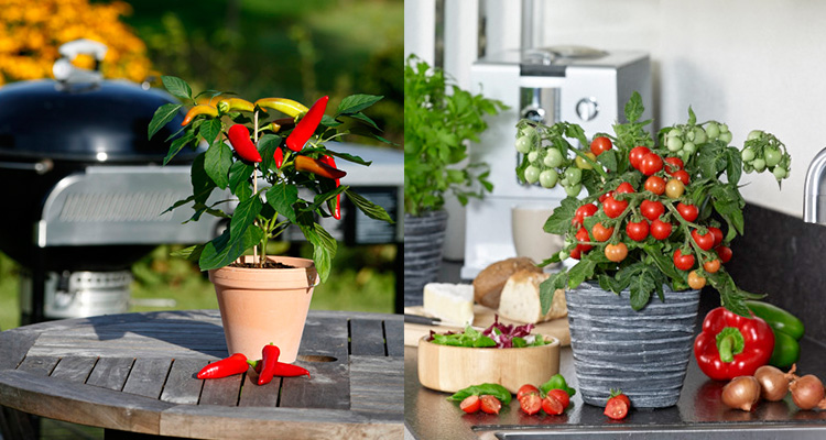 Tomat ’Ponchi-re’ och Chilipeppar HotBanana Foto: Blomsterfrämjandet/Mäster Grön