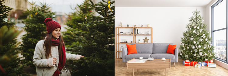 Så sköter du om julgranen på bästa sätt Så sköter du om julgranen på bästa sätt