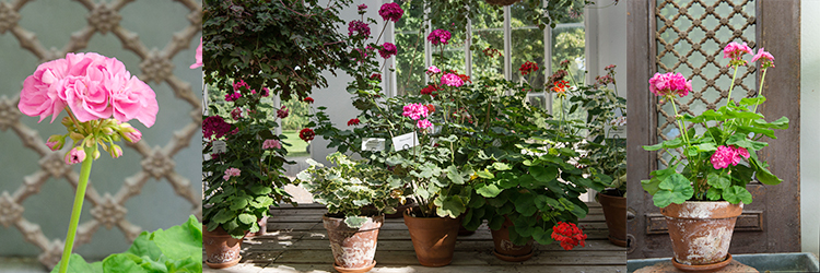 Så får du fina pelargoner i sommar