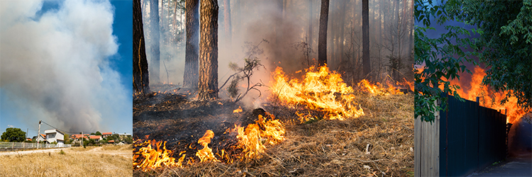 Så fungerar försäkringen vid skogsbrand