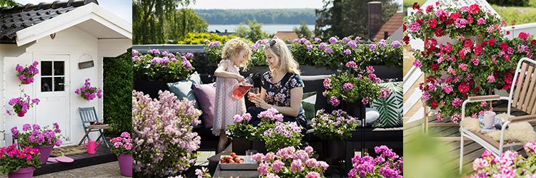 Så tar du bäst hand om pelargonerna