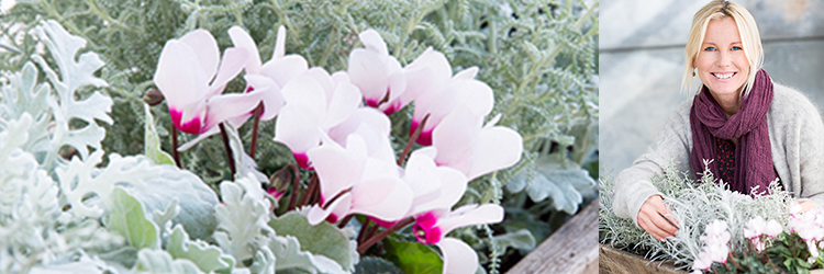 Sensommarplantering i rosa och silver