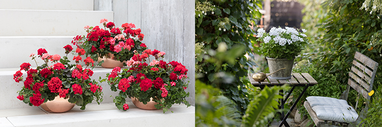 Skötseltips för pelargoner i trädgården