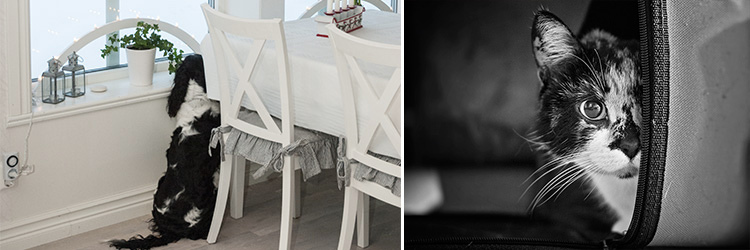 Skydda dina husdjur när du inte är hemma