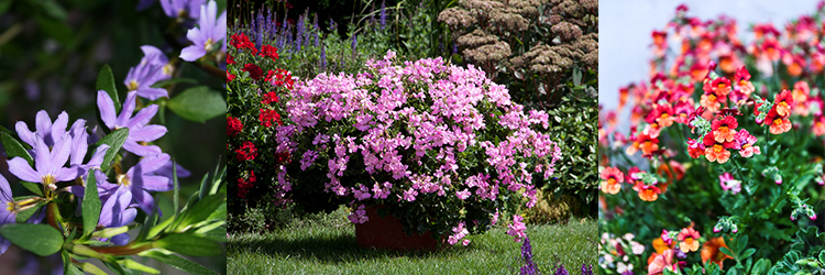 Sommarblommor med otippat skönhetsvärde