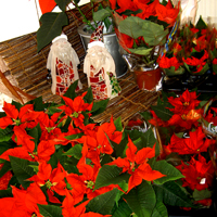 julstjärnor