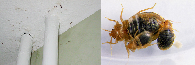 Vägglössen följer med hem från utlandsresan